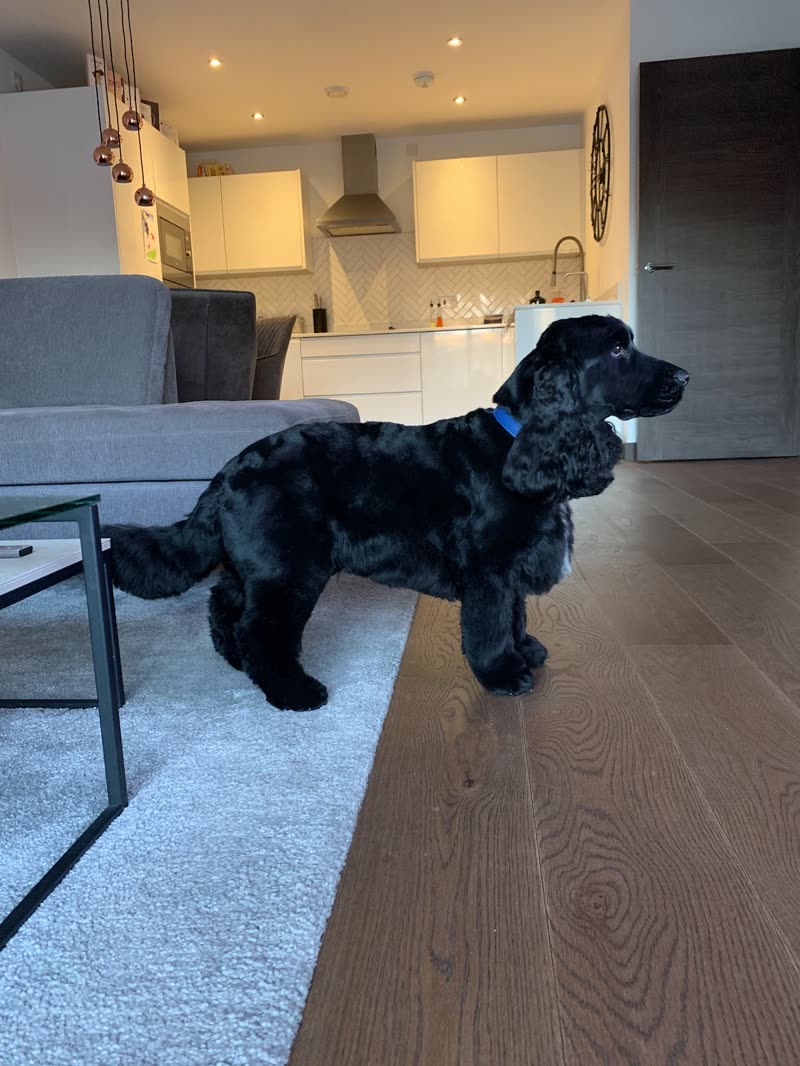 A groomed black cocker spaniel standing in a bright open-plan living room and kitchen