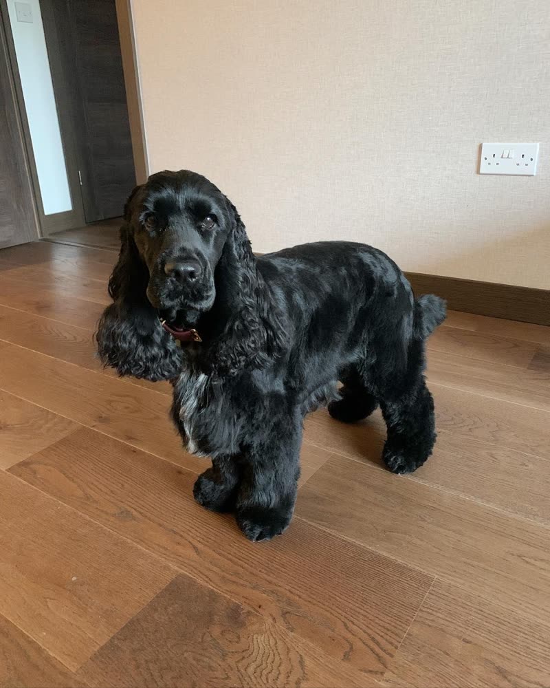 A black cocker spaniel at home on a wooden floor after a full body clip