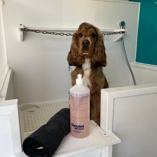 A groomed brown and white cocker spaniel sitting on the grooming table in the salon