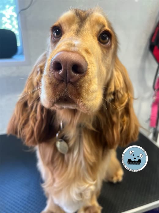 Close-up of a golden cocker spaniel's finished face and ear feathering on the grooming table