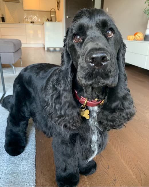 A black cocker spaniel with a neatly trimmed face and ears looking up at the camera