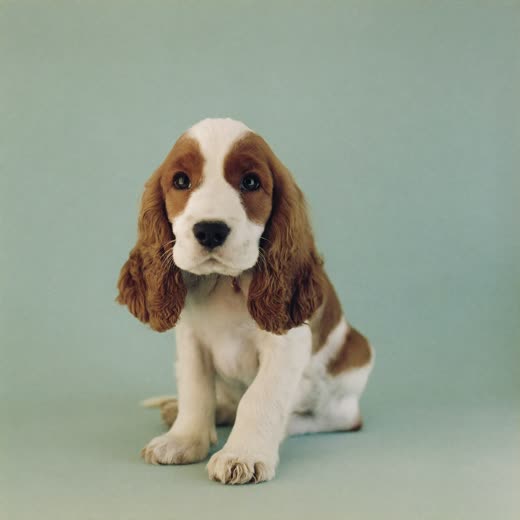 A spaniel puppy with a freshly brushed coat
